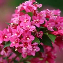 Sonic Bloom® Pink Weigela 13 Sonic Bloom® Pink Weigela -Perennials Store weigela sonic bloom pink 5