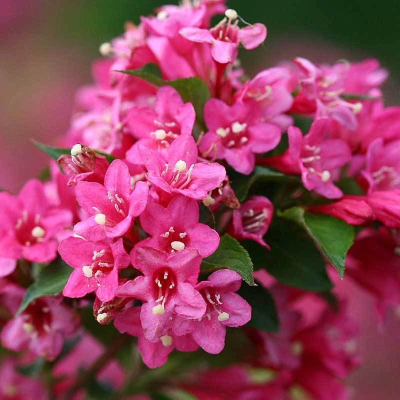 Sonic Bloom® Pink Weigela 7 Sonic Bloom® Pink Weigela - Image 5