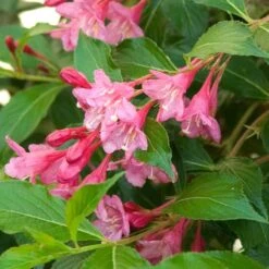 Sonic Bloom® Pink Weigela 14 Sonic Bloom® Pink Weigela -Perennials Store weigela sonic bloom pink 6