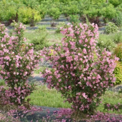 Sonic Bloom® Pure Pink Weigela 8 Sonic Bloom® Pure Pink Weigela -Perennials Store weigela sonic bloom pure pink 3