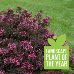 Spilled Wine® Weigela -Perennials Store weigela spilled wine 4