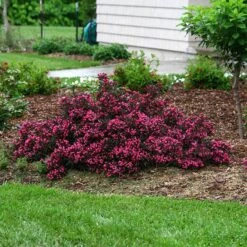 Spilled Wine® Weigela -Perennials Store weigela spilled wine 5