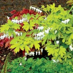 'White Gold' Bleeding Heart -Perennials Store white gold bleeding heart 3