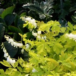 'White Gold' Bleeding Heart -Perennials Store white gold bleeding heart 4