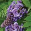 'Amethyst Falls' Wisteria -Perennials Store wisteria amethyst falls 1 sw