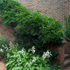 'Amethyst Falls' Wisteria -Perennials Store wisteria amethyst falls 5 sw