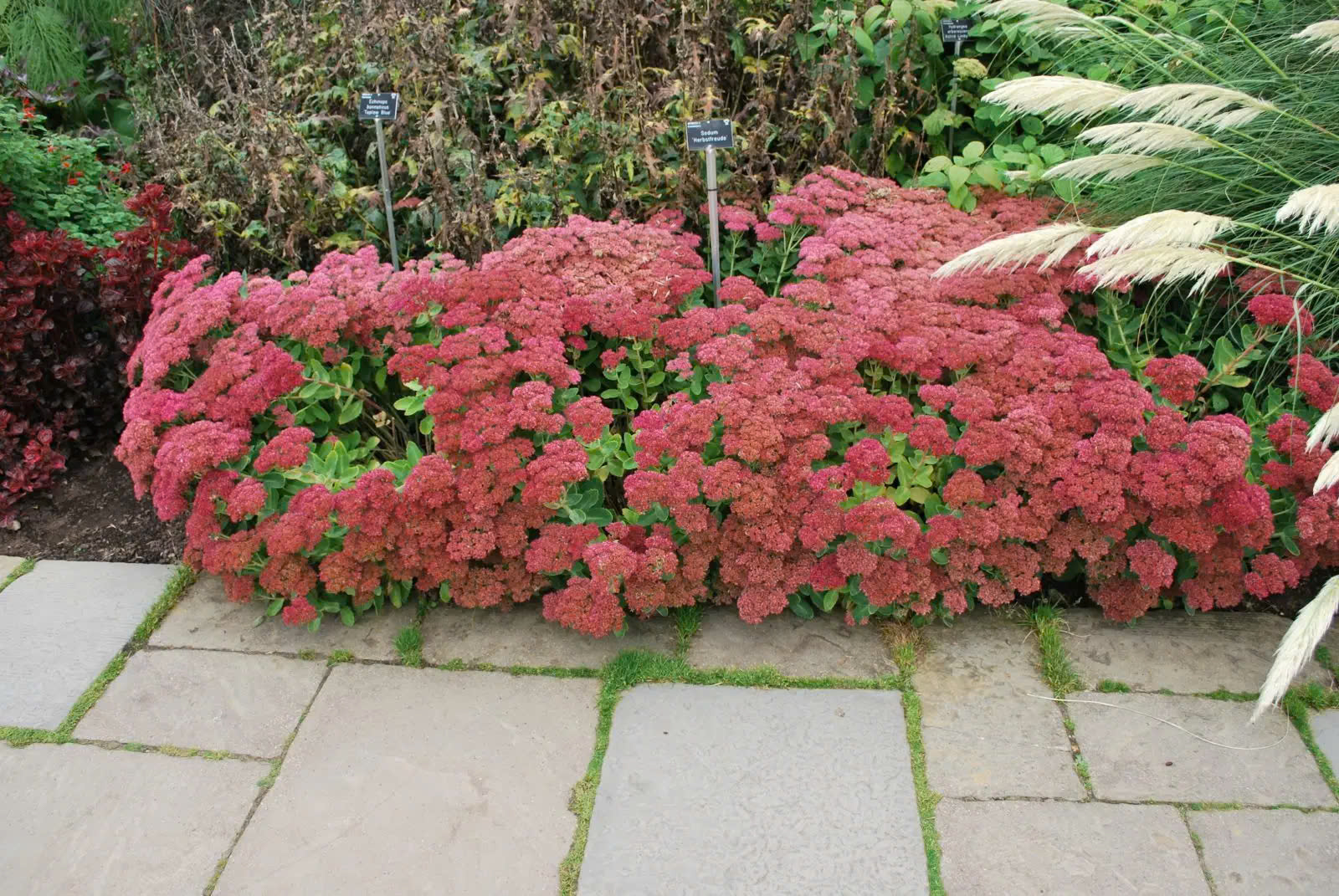 Perennials Store 1 Perennials Store -Perennials Store z6431967842508 73c7a3791ced541de47a7a1a27cb3754